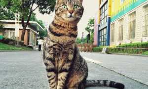 Сколько лет живут кошки – продолжительность жизни 9 пород кошачьих